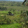 Zdjęcie z Indonezji - 