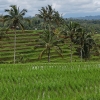 Zdjęcie z Indonezji - 