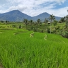 Zdjęcie z Indonezji - 