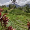 Zdjęcie z Indonezji - 
