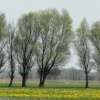 Zdjęcie z Polski - Czas kaczeńców