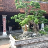 Zdjęcie z Tajlandii - sporo tu bonsai