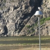 Zdjęcie z Norwegii - Sognefjord