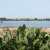 Zdjęcie z Włoch - Park Regionalny: Molentargius Saline