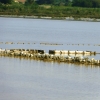 Zdjęcie z Włoch - Park Molentargius Saline