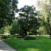 Zdjęcie z Polski - Park rogaliński