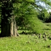 Zdjęcie z Polski - Kórnik - zamek i arboretum