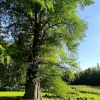 Zdjęcie z Polski - Kórnik - zamek i arboretum