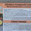 Zdjęcie z Polski - Kórnik - zamek i arboretum