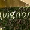 Zdjęcie z Francji - Witajcie w Avignon 