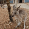 Zdjęcie z Australii - 
