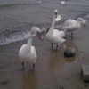 Zdjęcie z Polski - Sopot