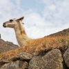 Zdjęcie z Peru - 