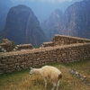 Zdjęcie z Peru - 