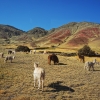 Zdjęcie z Peru - 