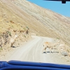 Zdjęcie z Peru - 