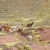 Zdjęcie z Peru - 