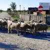 Zdjęcie z Polski - takie spotkanie na drodze... :))