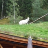 Zdjęcie z Norwegii - 