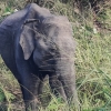 Zdjęcie ze Sri Lanki - 