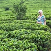 Zdjęcie ze Sri Lanki - 
