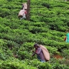 Zdjęcie ze Sri Lanki - 