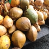 Zdjęcie ze Sri Lanki - 