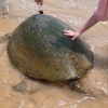 Zdjęcie ze Sri Lanki - Żółwie na plaży 
