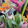 Zdjęcie z Portugalii - Heliconia- kwiaty Tajlandii na Maderze :) 