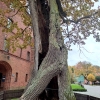 Zdjęcie z Polski - Frombork
