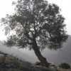 Zdjęcie z Jordanii - Dana Park Narodowy