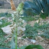 Zdjęcie z Jordanii - Lokalna fauna i flora