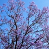 Zdjęcie z Hiszpanii - w maju na południu Hiszpanii- obłednie kwitna jacarandy... uwielbiam te drzewa! i choć 