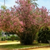 Zdjęcie z Hiszpanii - ładny skwer miejski Jardines de Murillo - taki niewielki miejski park z urokliwymi obiektami
