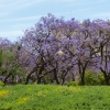 Zdjęcie z Hiszpanii - wszystko wokół ukwiecone tu jacarandami i oleandrami ...
