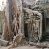 Zdjęcie z Kambodży - Ta Prohm