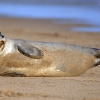 Wielka Brytania - donna nook