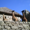 Zdjęcie z Peru - 