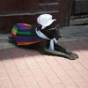 Zdjęcie z Peru - Rasta dog