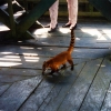 Zdjęcie z Brazylii - W Ariau Jungle Tower