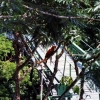 Zdjęcie z Brazylii - W Ariau Jungle Tower