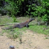 Zdjęcie z Indonezji - KOMODO ISLAND