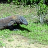Zdjęcie z Indonezji - KOMODO ISLAND