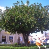 Zdjęcie z Cypru - Limassol