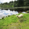 Zdjęcie z Norwegii - 