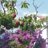 Zdjęcie z Chorwacji - brzoskwinie w ogrodzie