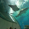 Zdjęcie z Hiszpanii - Oceanarium Barcelona