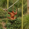Australia - Melbourne - zoo