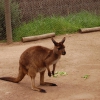 Zdjęcie z Australii - 