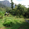 Zdjęcie z Malezji - Gorskie klimaty i slonie
